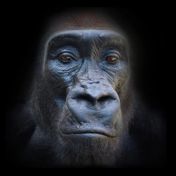 Die bösen Augen in der Nacht. das Gorilla-Porträt. — Stockfoto