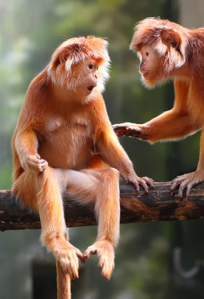 Két langurs szórakozni. a Jávai langur (trachaypithecus auratus). — Stock Fotó