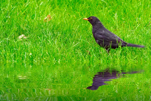 Zwarte vogel — Stockfoto