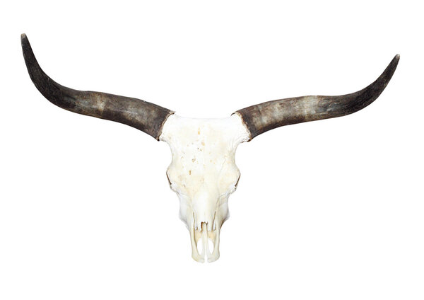 Bull skull