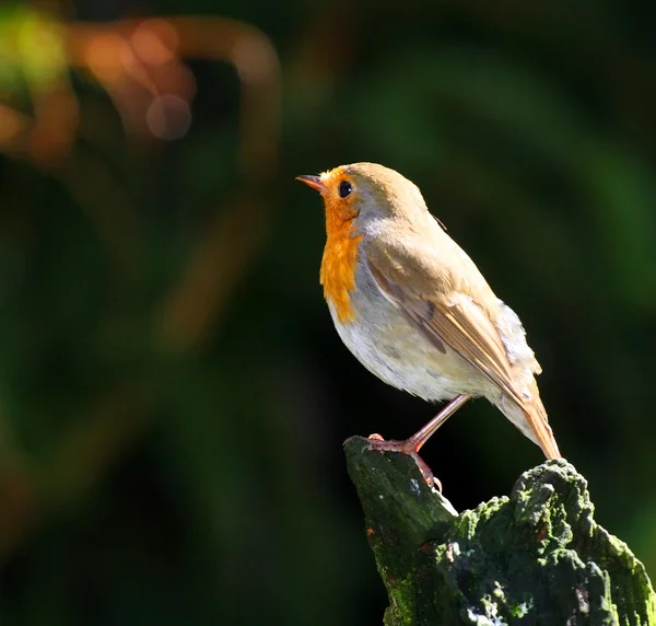 El Robin europeo —  Fotos de Stock