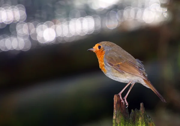 De Europese robin — Stockfoto