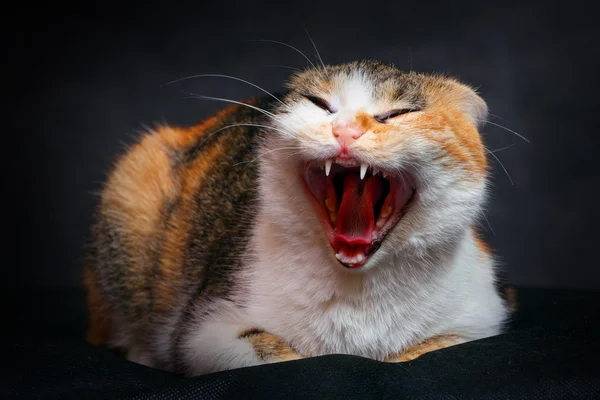 Miaowing kat — Stockfoto
