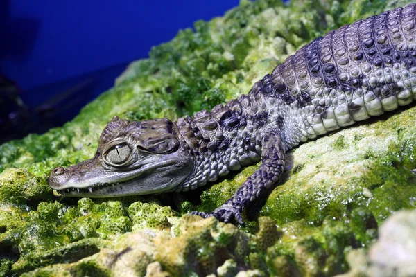 Genç caiman — Stok fotoğraf