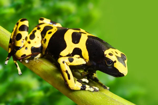 Zatruta żaba dendrobates leucomelas w lasach tropikalnych. — Zdjęcie stockowe