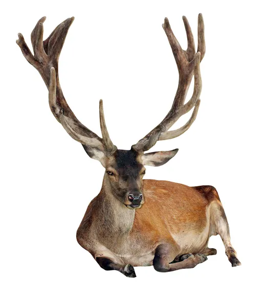 Deer — Stock Photo, Image