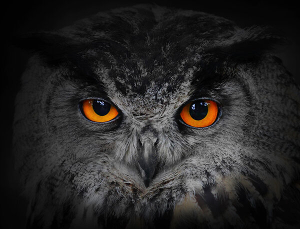 Los malos ojos. (Búho de águila, Bubo bubo ). — Foto de Stock