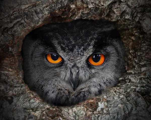 Eagle owl — Stock fotografie