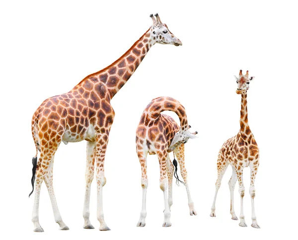 La famiglia delle giraffe (Giraffa camelopardalis ) — Foto Stock