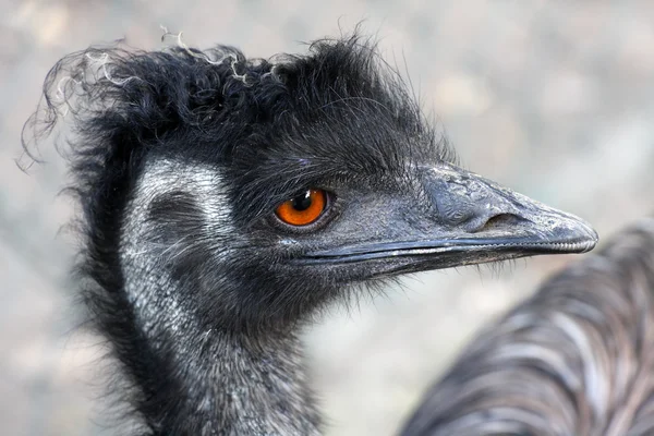Emu bardzo ekspresyjny portret w Pilźnie zoo — Zdjęcie stockowe