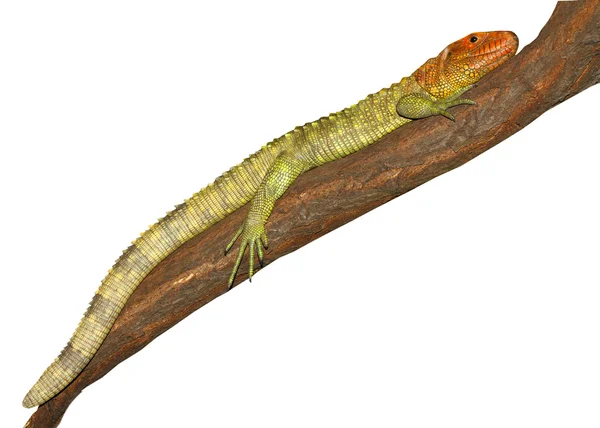 Monitorear lagarto — Foto de Stock