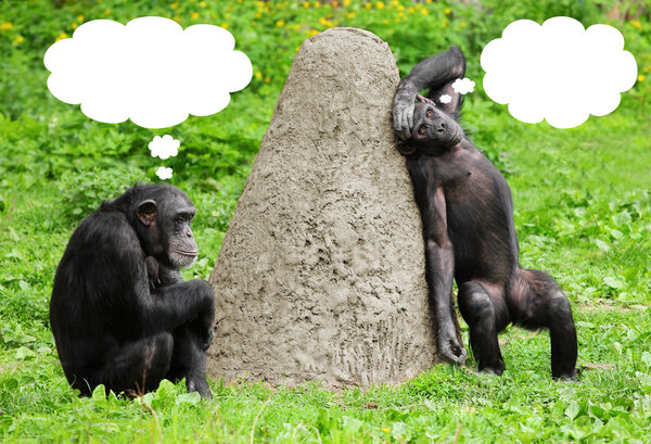Два смешных шимпанзе с речевыми буквами
.