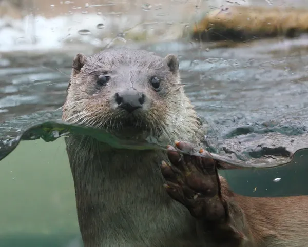 Closeup shot of the European Otter (Lutra lutra). — Stock Photo, Image