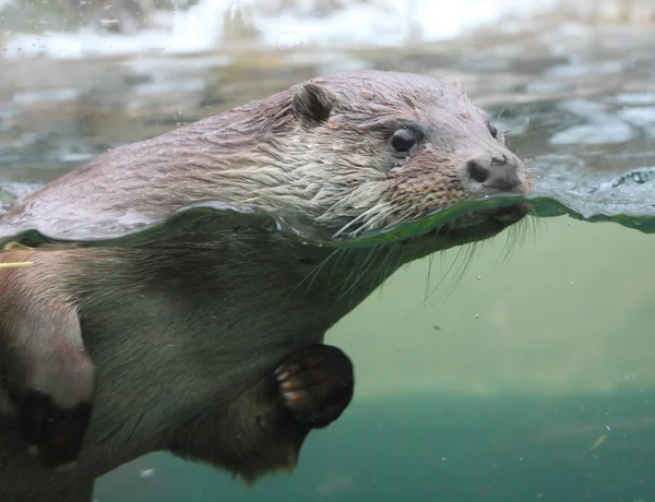 Closeup shot of the European Otter (Lutra lutra). — Stock Photo, Image