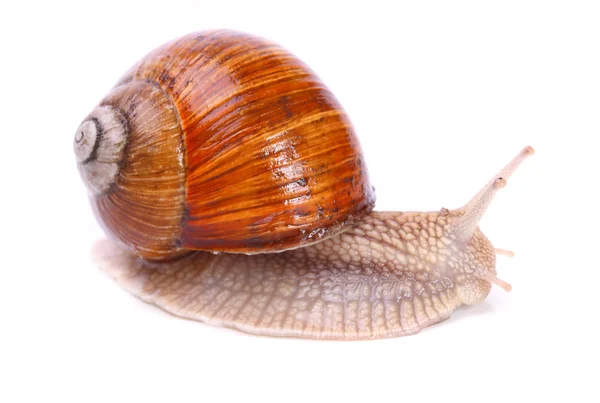 Hlemýžď zahradní (Helix aspersa) — Stock fotografie