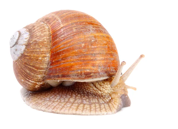 Lumaca da giardino (Helix aspersa ) — Foto Stock