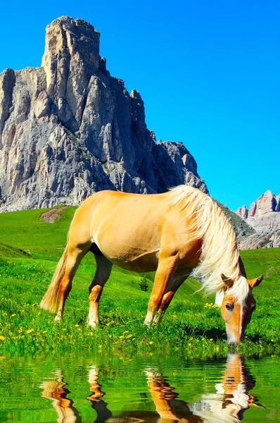 Drinking horse — Stock Photo, Image