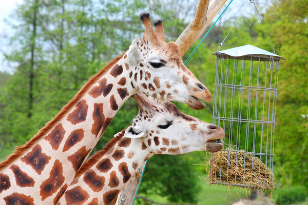 Two giraffes