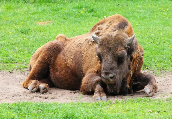 Сидячи бик — стокове фото