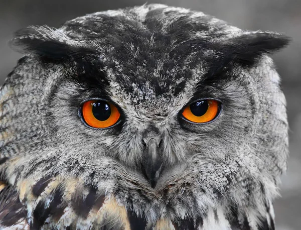 Los malos ojos. (Búho de águila, Bubo bubo ). — Foto de Stock