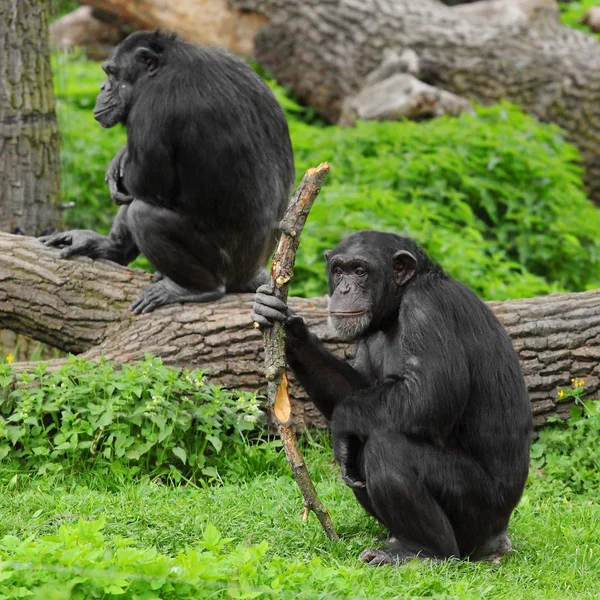 Le chimpanzé avec un outil ou une arme primitive . — Photo