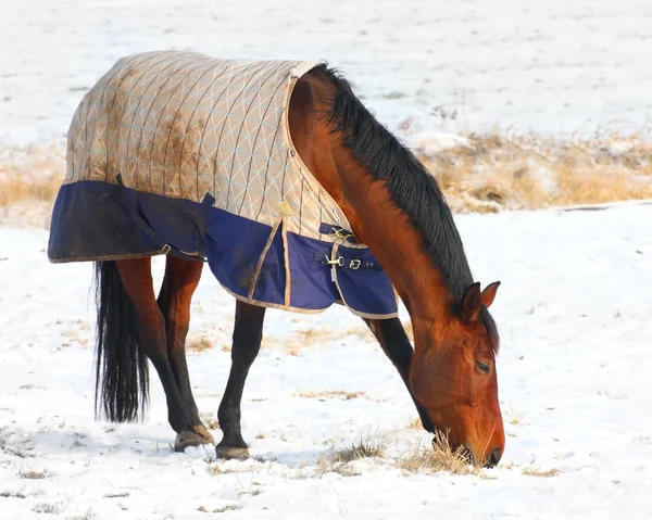 Horse in dress for cold weather — Stock Photo, Image