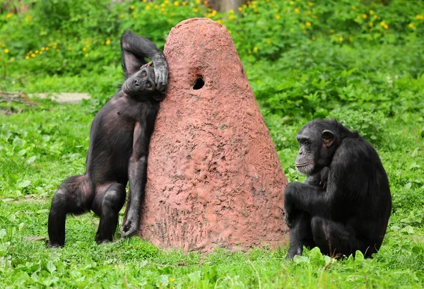 Dos chimpancés jugando juntos . —  Fotos de Stock