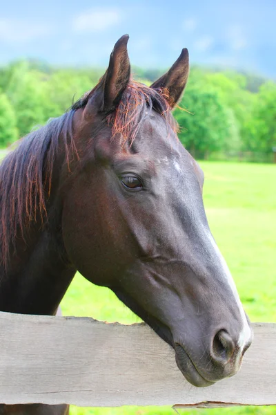 Horse head in a corral. — Stock Photo, Image