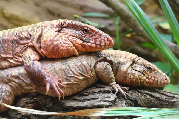 Dvě ještěrky chameleon — Stock fotografie