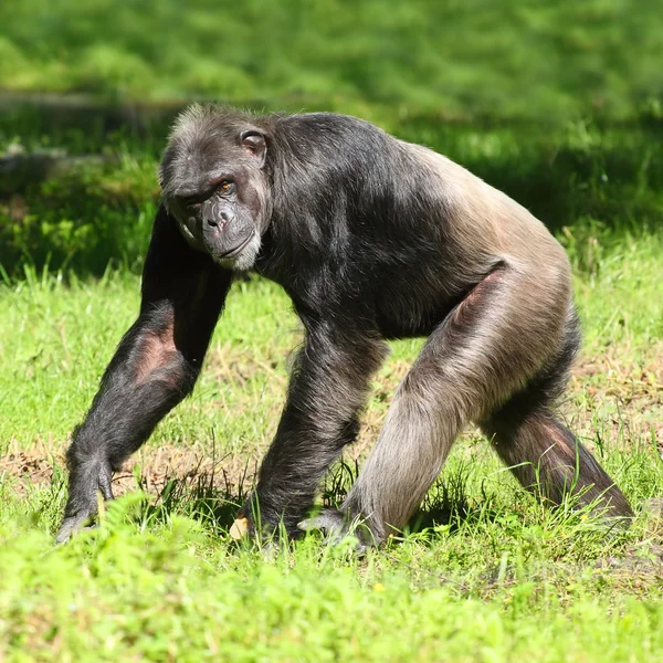 Chimpanzee walking on a grass. — Stock Photo, Image