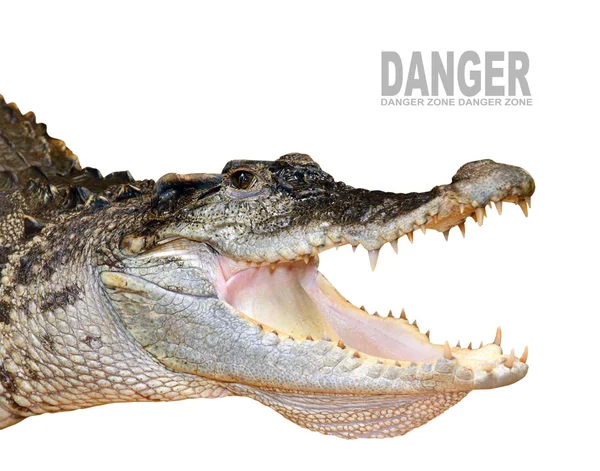 Der Krokodilkopf mit geöffnetem Kiefer. — Stockfoto