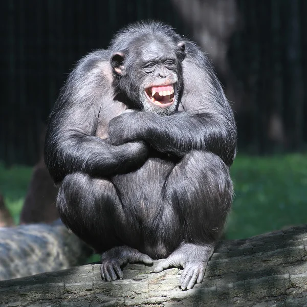 Lachende gelukkig chimpansee. — Stockfoto