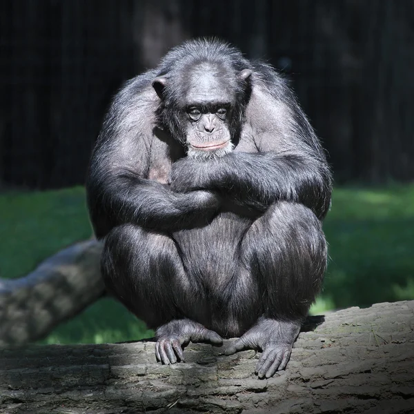 Chimpanzé preocupado . — Fotografia de Stock