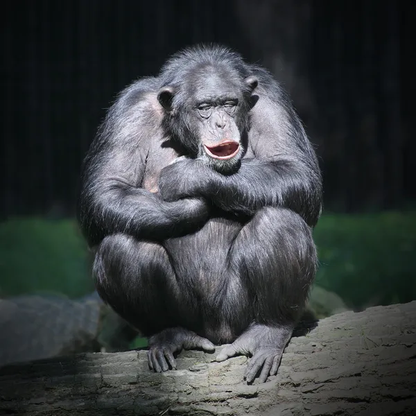 Chimpanzé feliz sorrindo . — Fotografia de Stock