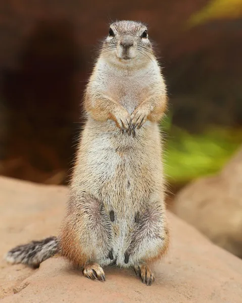 Funny animal portrait of The Prairie Dog — Stock Photo, Image