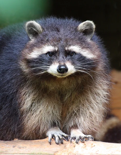 El mapache (Procyon lotor ) — Foto de Stock