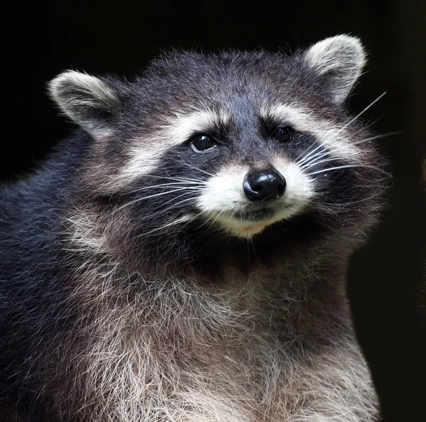 O guaxinim (Procyon lotor ) — Fotografia de Stock