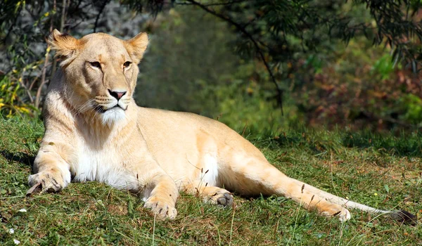 Leão fêmea grande (Panthera leo) deitado na grama . — Fotografia de Stock