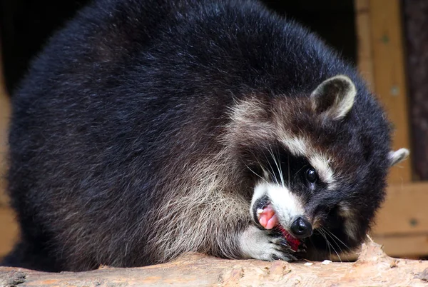 The raccoon (Procyon lotor) — Stock Photo, Image