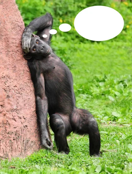 Imagen divertida del mono con burbuja de idea vacía para su texto o imagen . —  Fotos de Stock