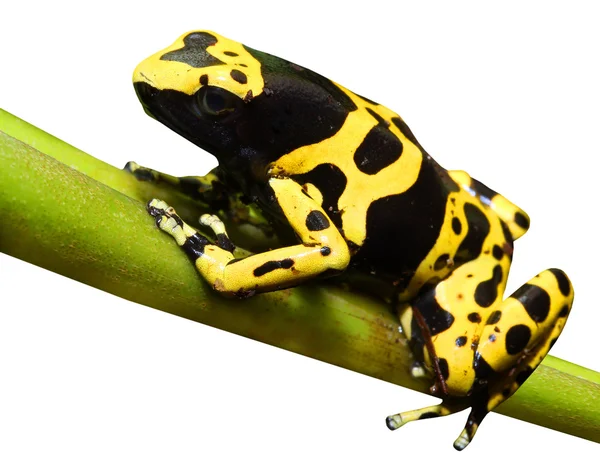 Sarı bantlı zehirli ok kurbağası - dendrobates leucomelas — Stok fotoğraf