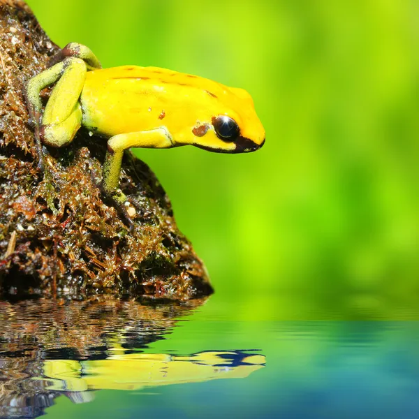 The frog (Dendrobates) — Stock Photo, Image