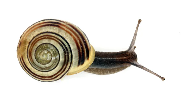 Striped snail on white background — Stock Photo, Image