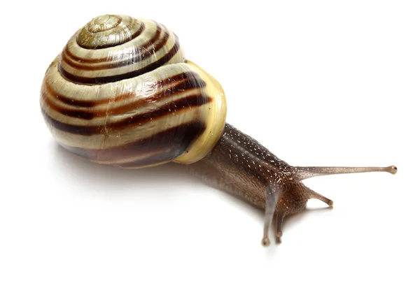 Striped snail on white background — Stock Photo, Image