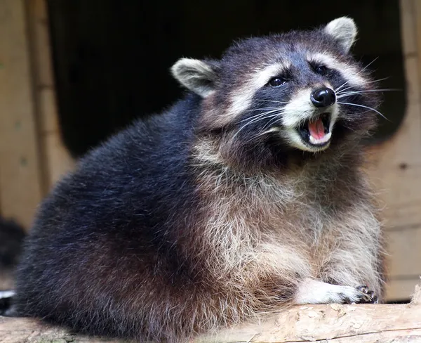 Screaming raccoon (Procyon lotor) in National Park — Stock Photo, Image
