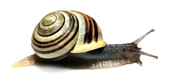 Escargot rayé sur fond blanc — Photo