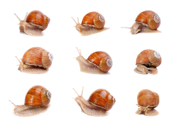花园里的蜗牛的集合 — 图库照片