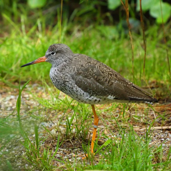 The Redshank — Stock Photo, Image