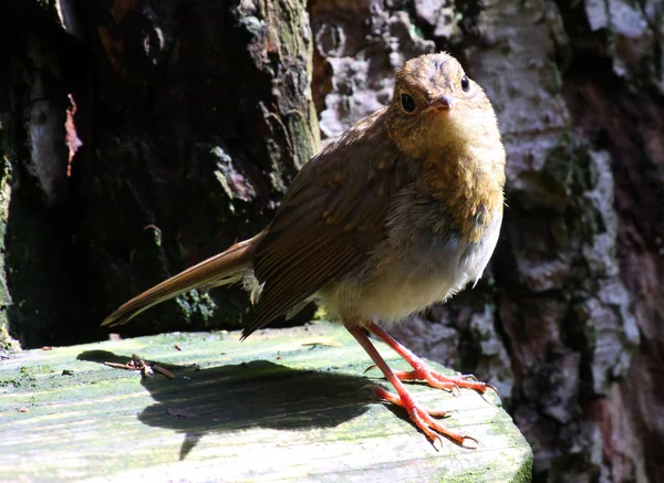 Young European Robin — Stock Photo, Image