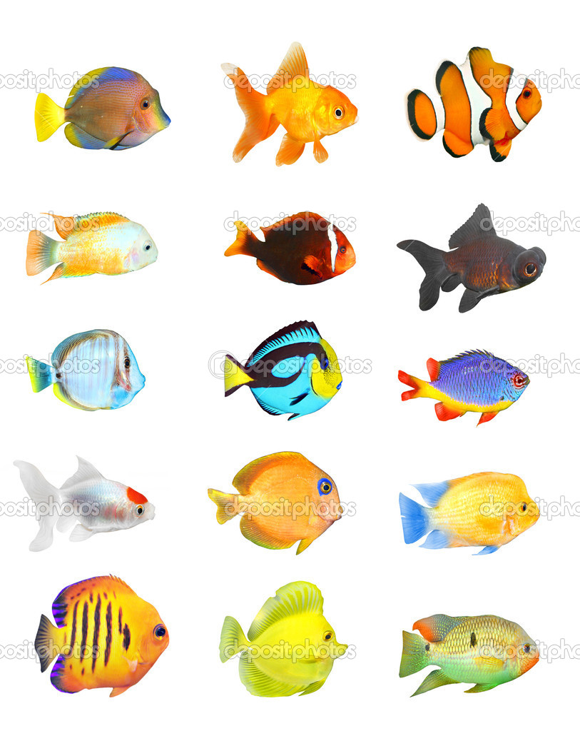 Great collection of a tropical fish